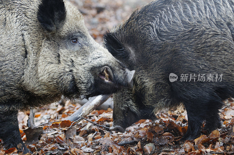 野猪(Sus scrofa)